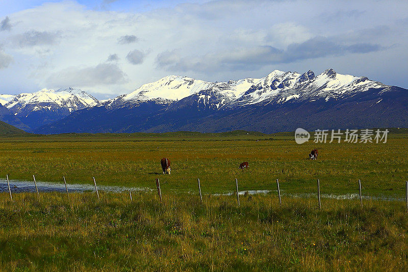 奶牛放牧，巴塔哥尼亚山脉，草原景观，El Calafate，阿根廷